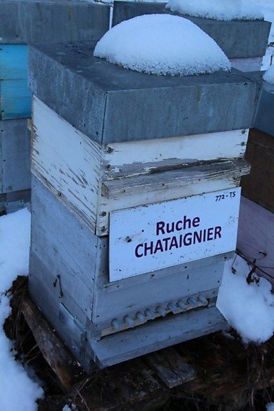 La ruche Chataignier