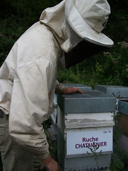 La ruche Chataignier