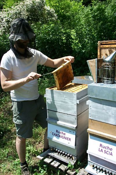 La ruche Chataignier
