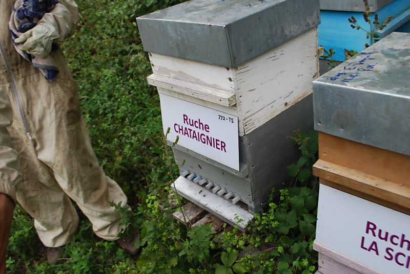 La ruche Chataignier