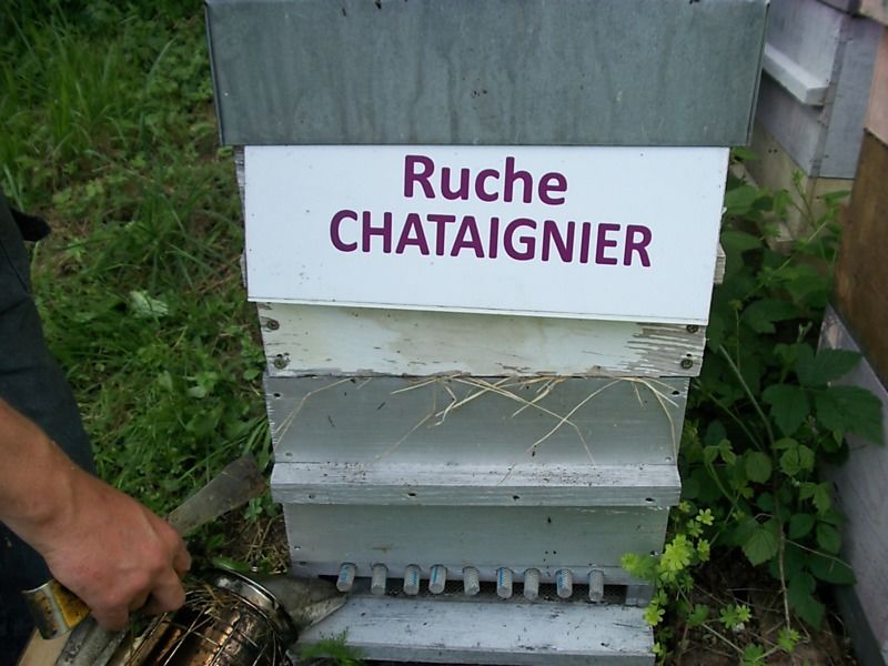 La ruche Chataignier