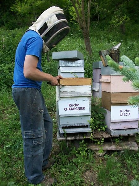 La ruche Chataignier