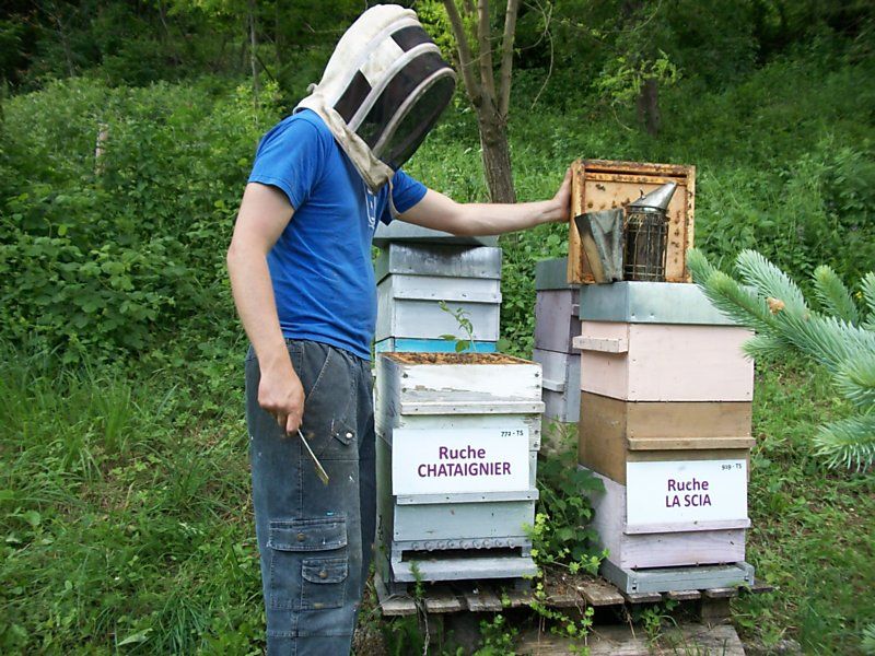 La ruche Chataignier