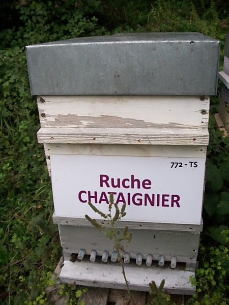 La ruche Chataignier