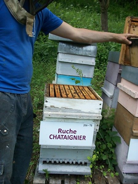 La ruche Chataignier