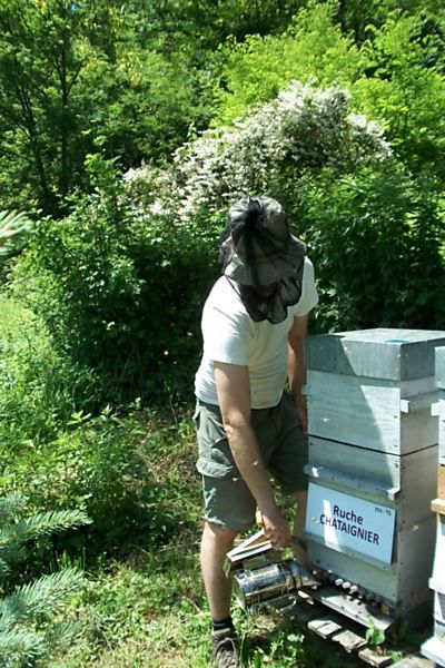 La ruche Chataignier