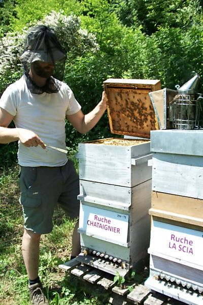 La ruche Chataignier