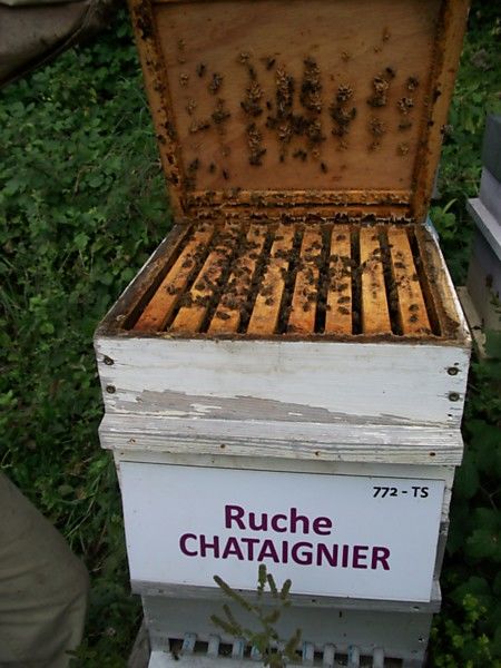 La ruche Chataignier