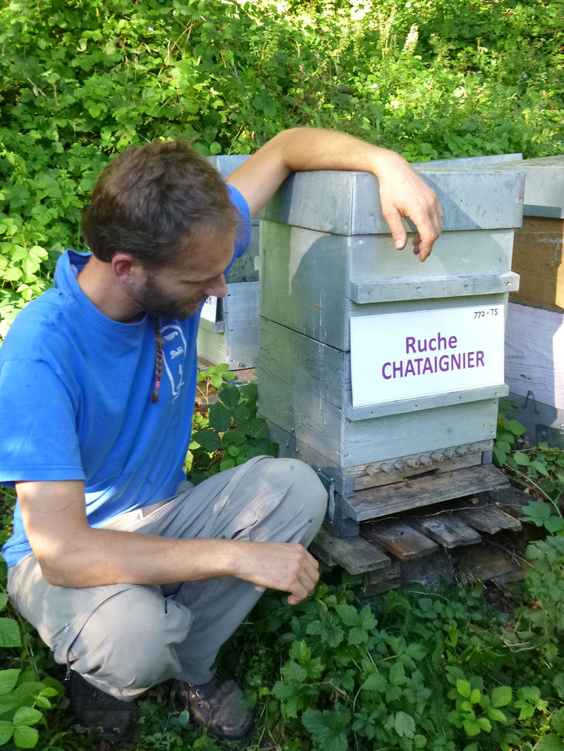 La ruche Chataignier