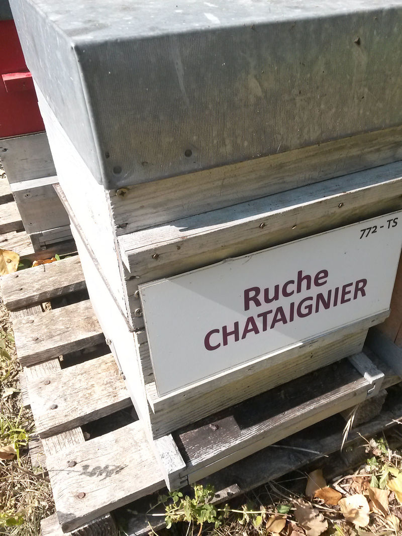 La ruche Chataignier