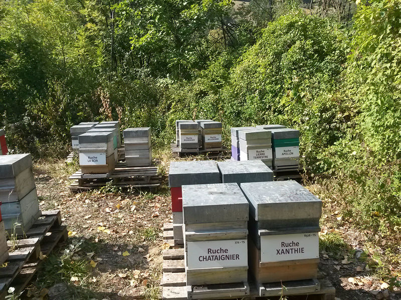 La ruche Chataignier