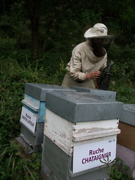 La ruche Chataignier