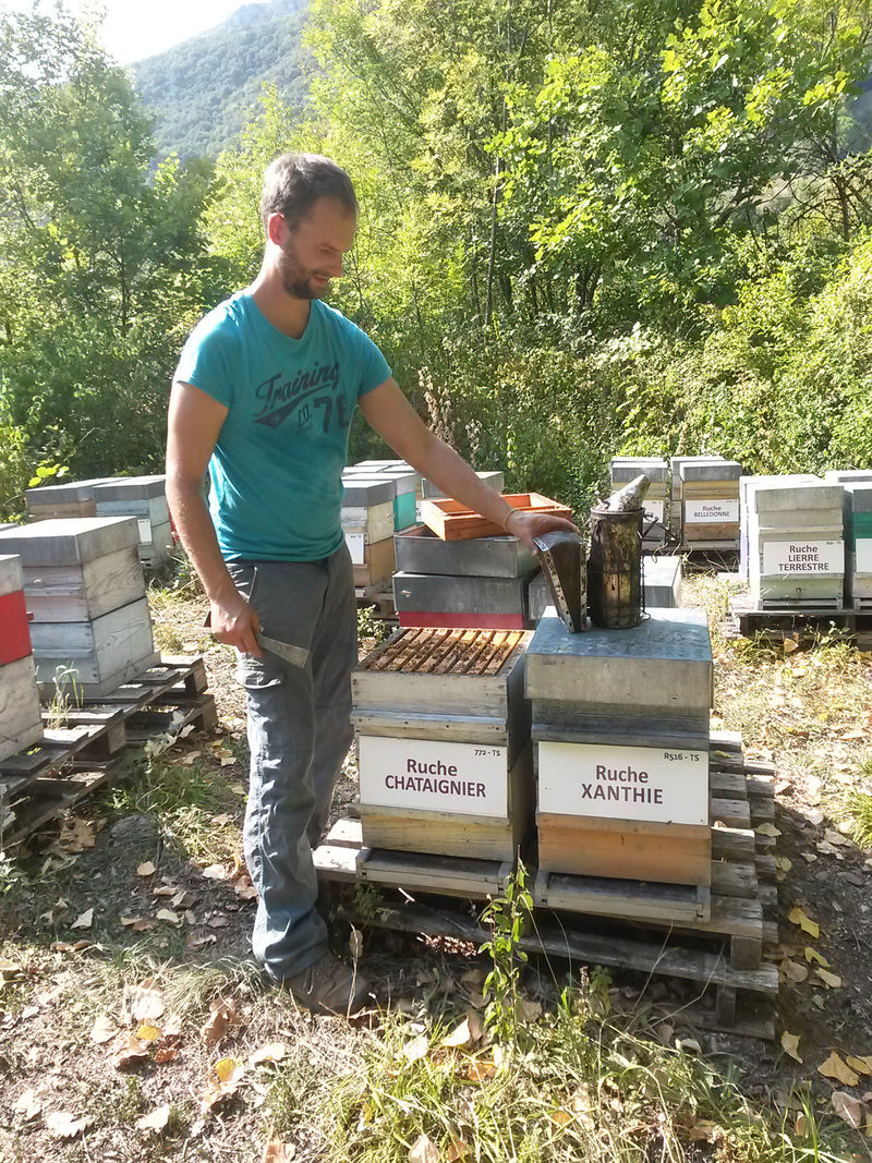 La ruche Chataignier
