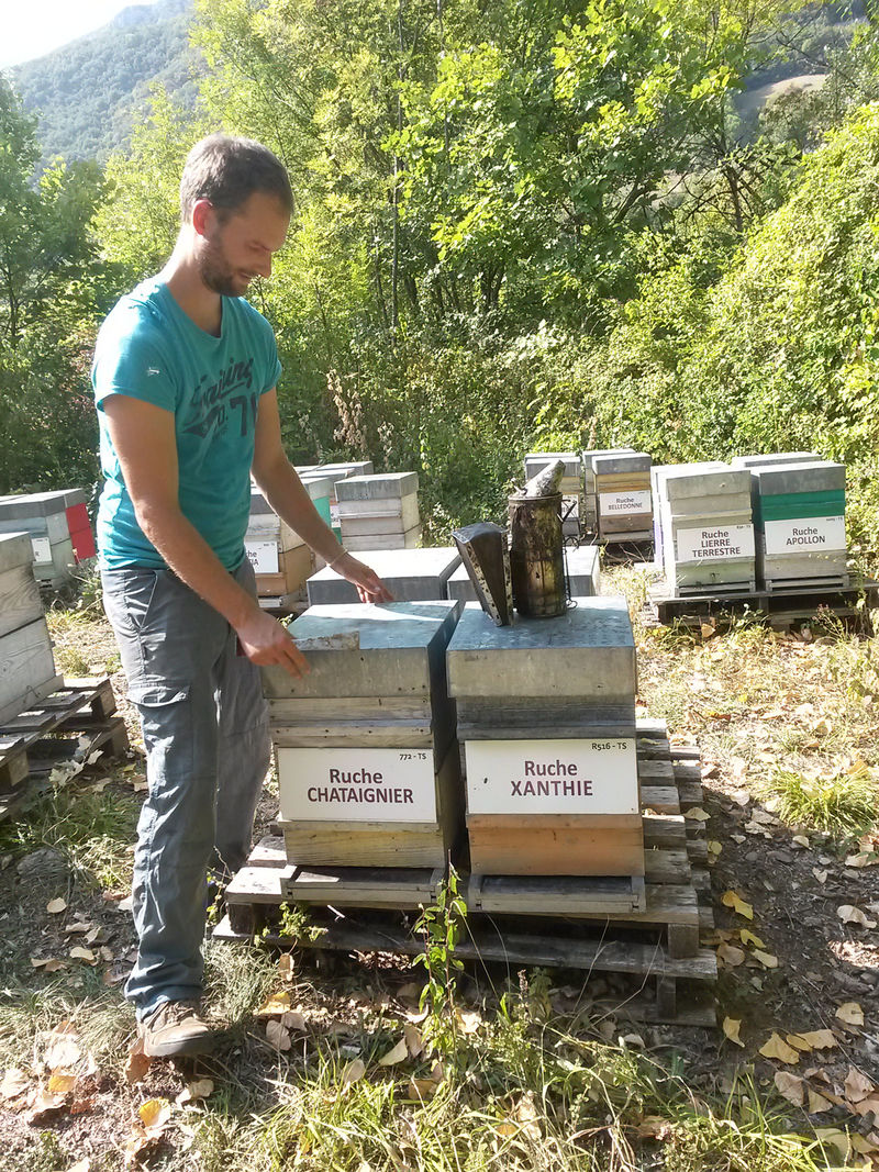 La ruche Chataignier