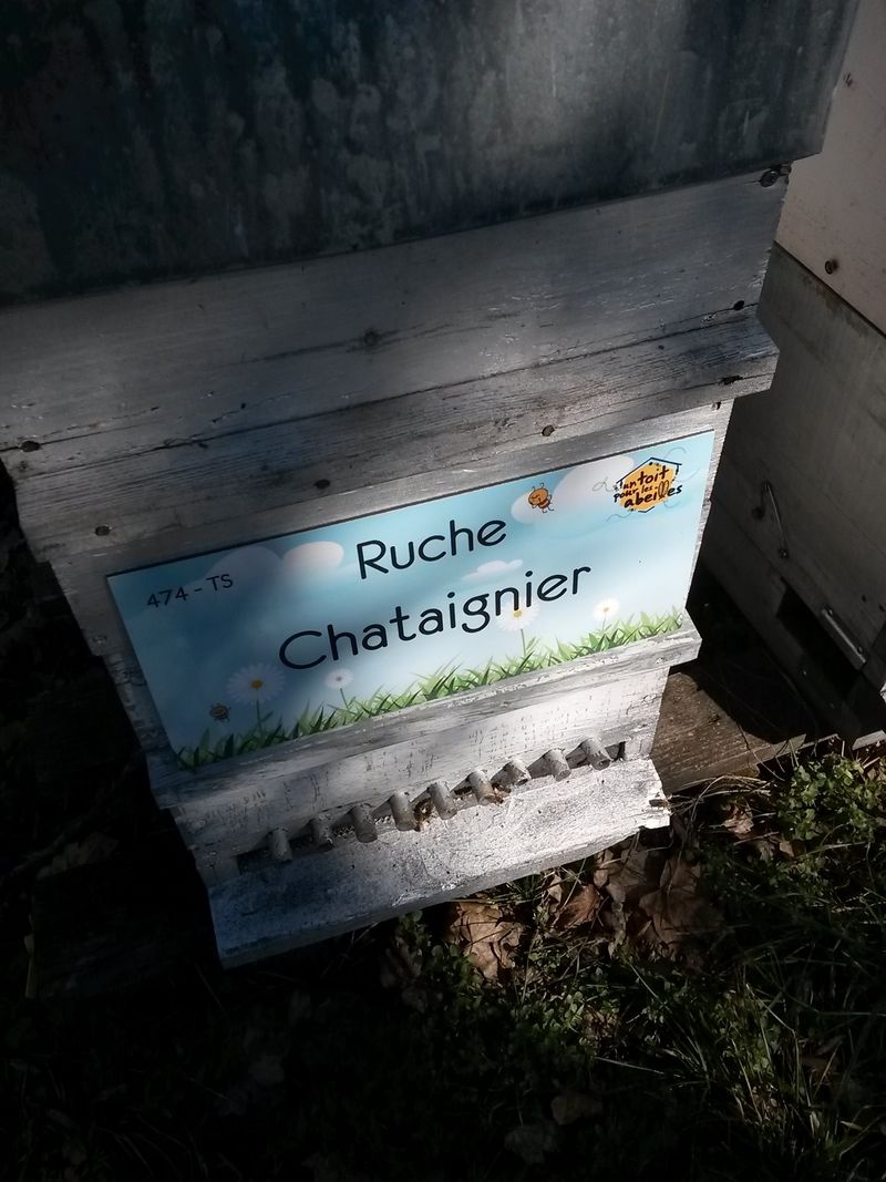 La ruche Chataignier