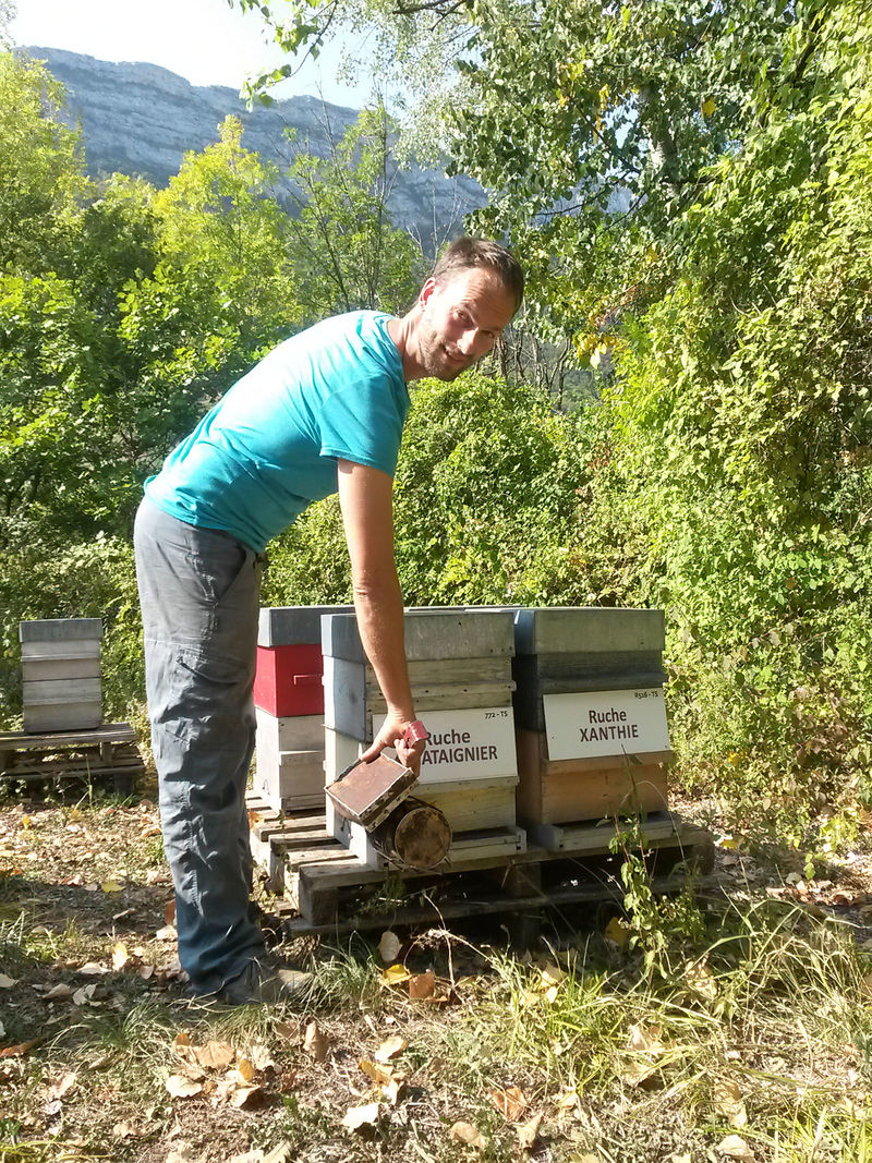 La ruche Chataignier