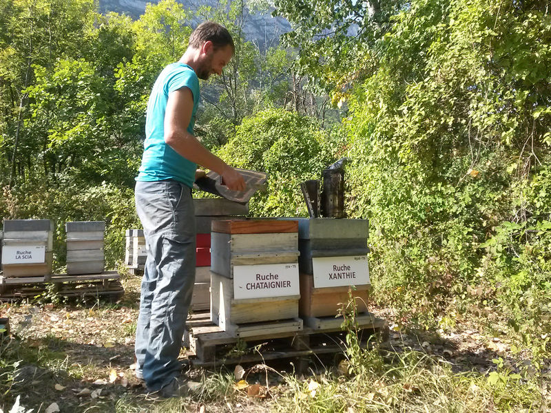 La ruche Chataignier