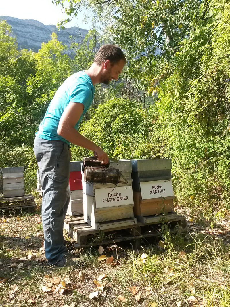 La ruche Chataignier
