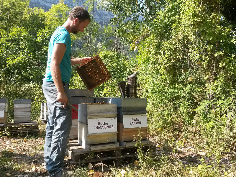 La ruche Chataignier