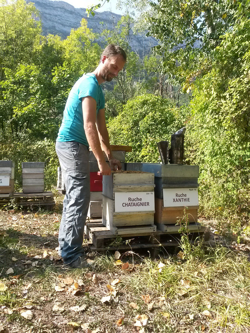 La ruche Chataignier