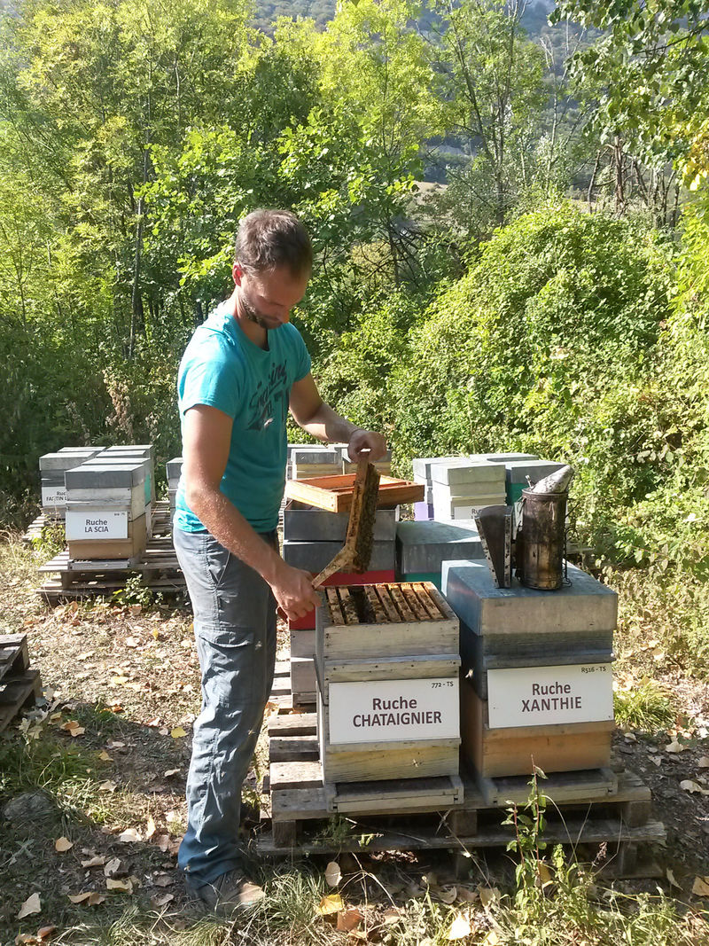 La ruche Chataignier