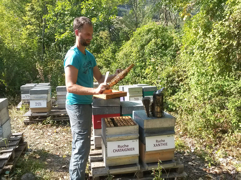 La ruche Chataignier