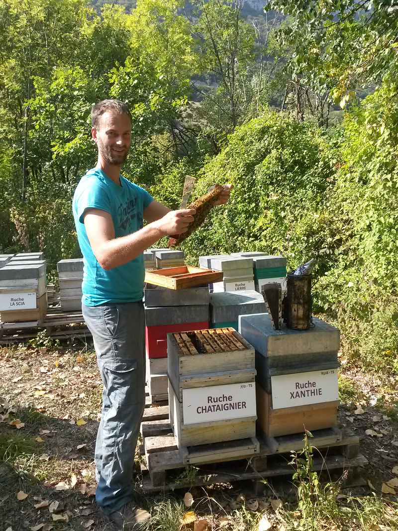 La ruche Chataignier