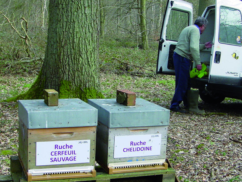 La ruche Chelidoine