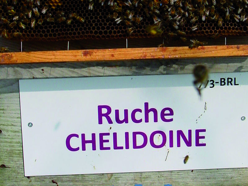 La ruche Chelidoine