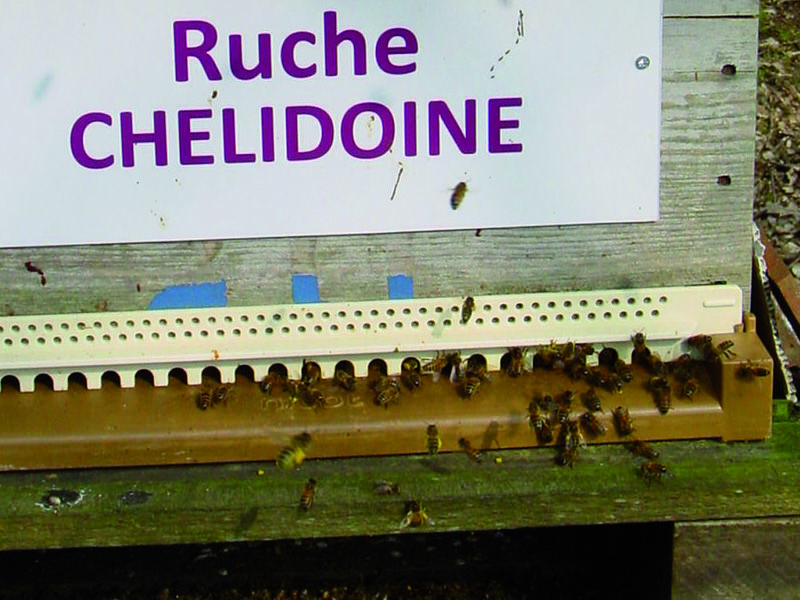 La ruche Chelidoine