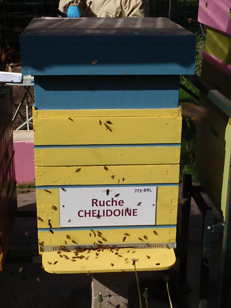 La ruche Chelidoine