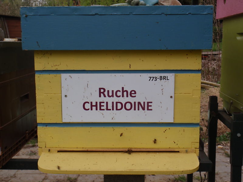 La ruche Chelidoine