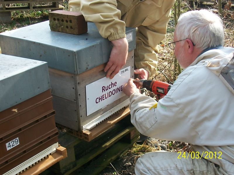 La ruche Chelidoine