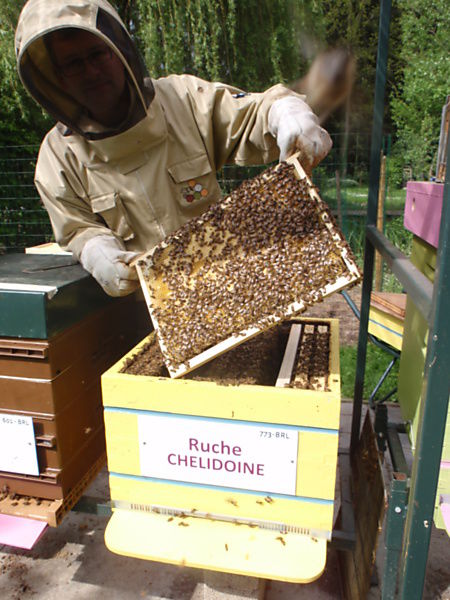 La ruche Chelidoine