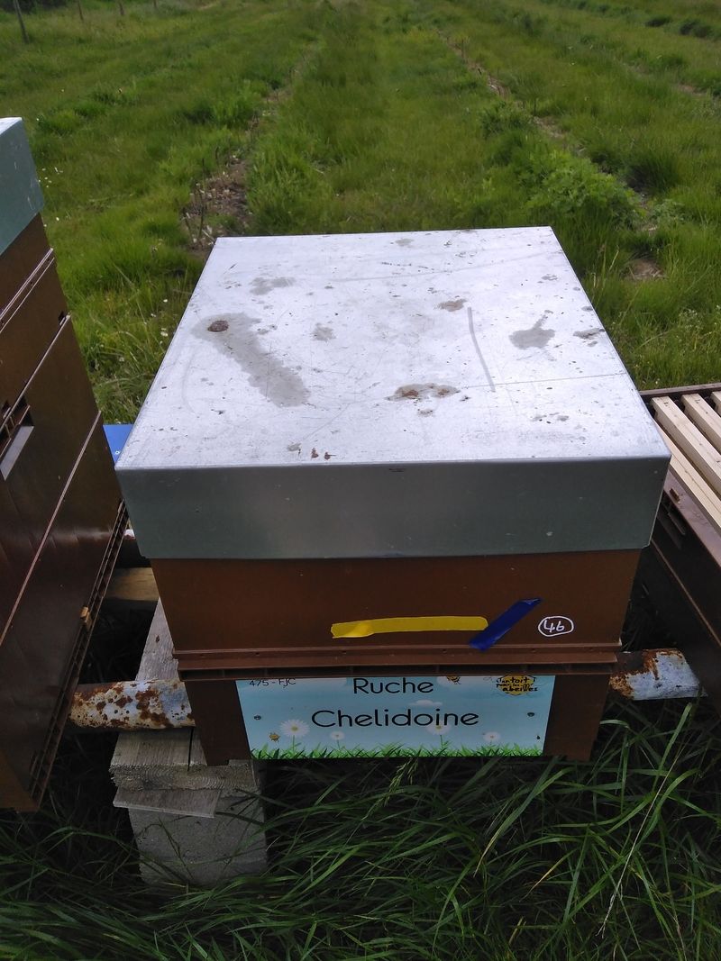 La ruche Chelidoine