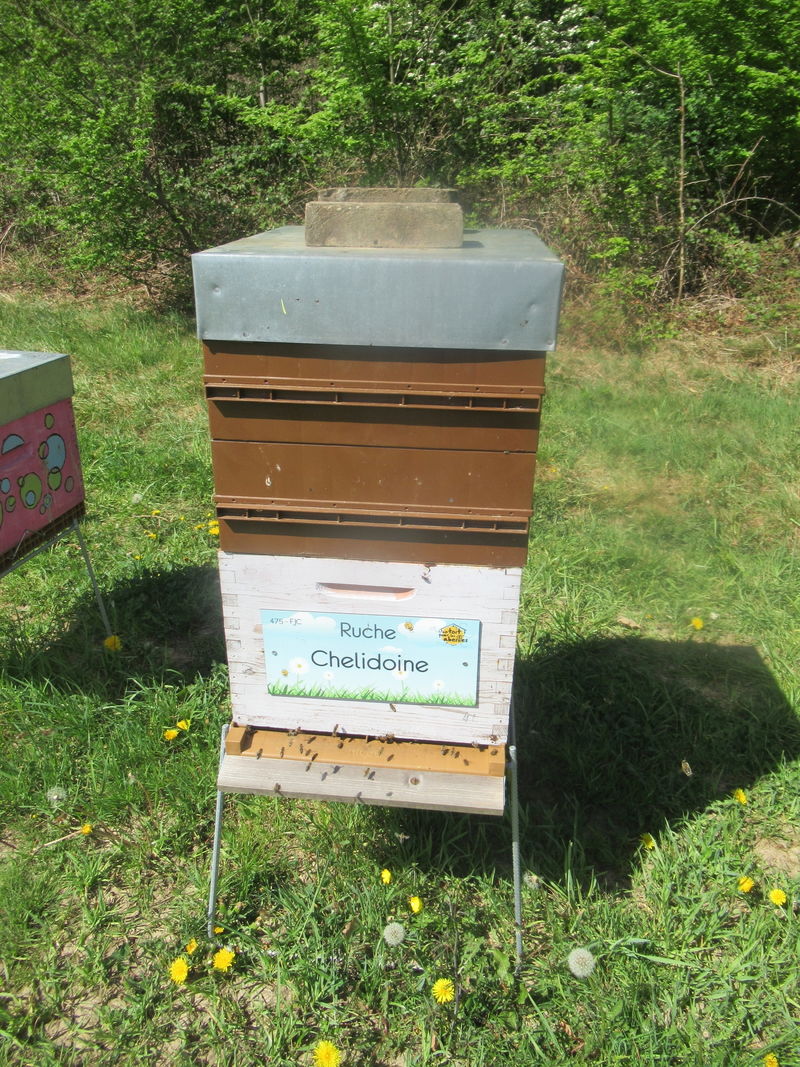 La ruche Chelidoine