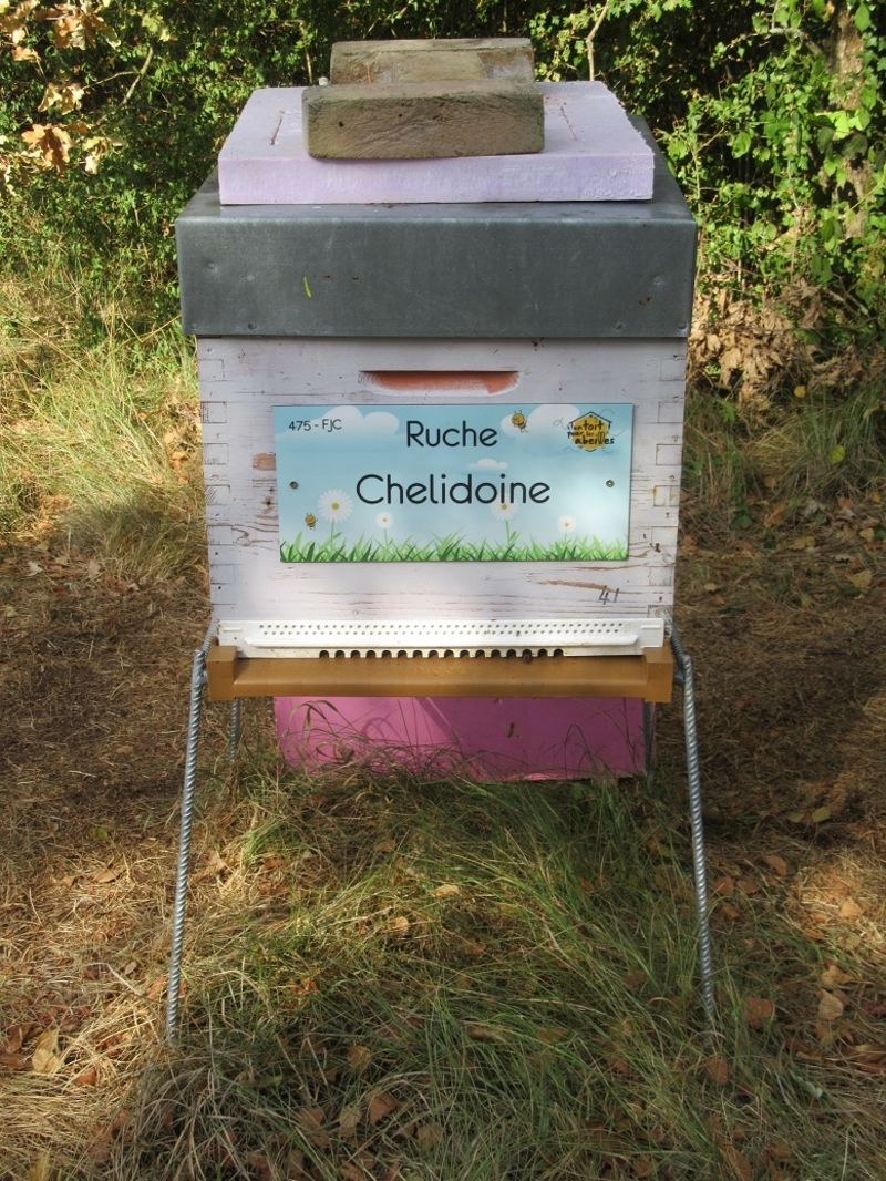 La ruche Chelidoine