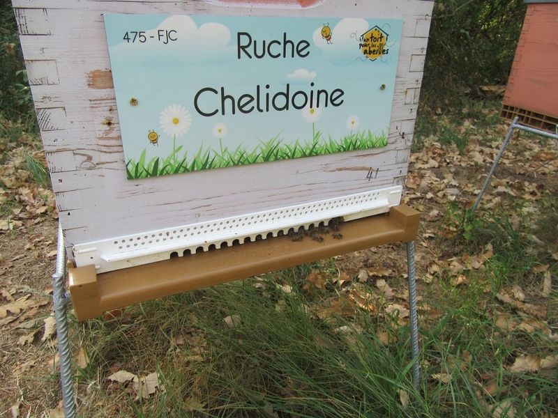 La ruche Chelidoine