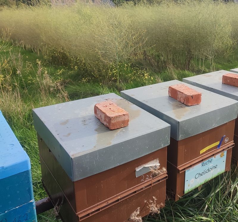La ruche Chelidoine