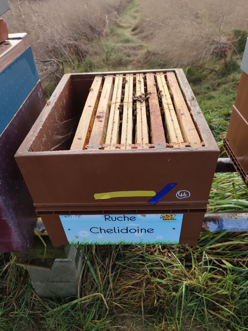 La ruche Chelidoine