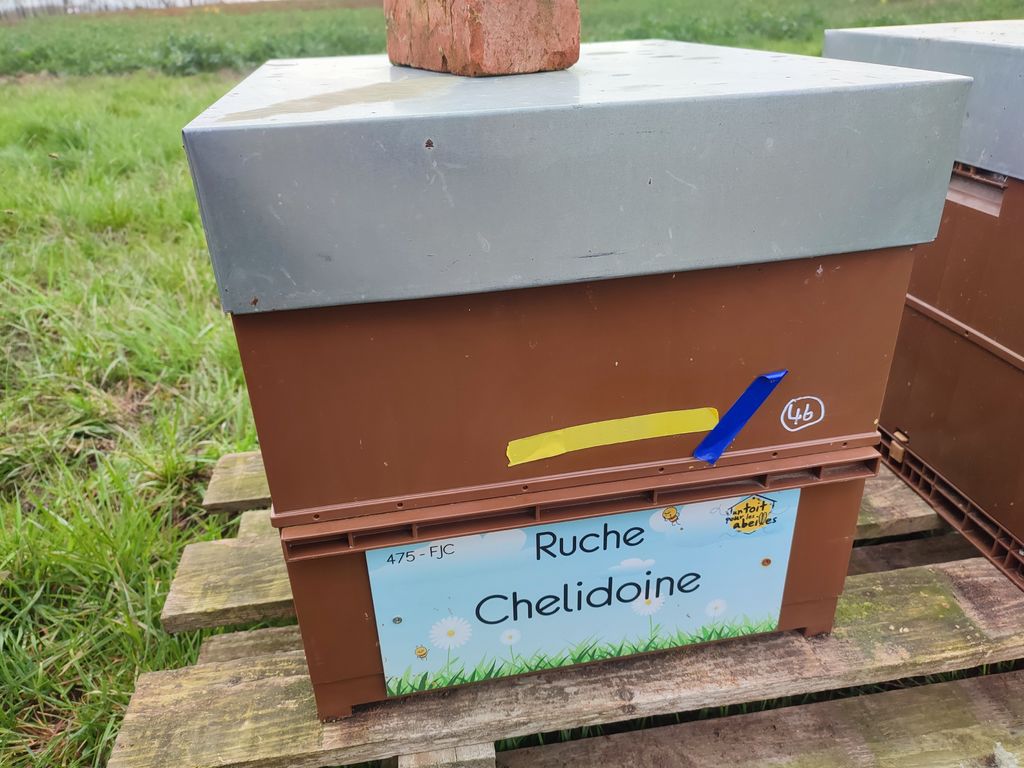 La ruche Chelidoine