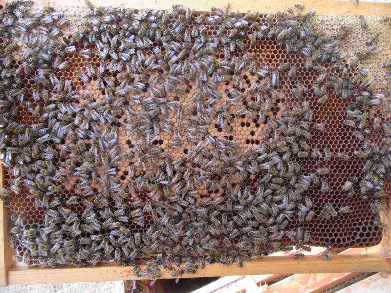 La ruche Chelidoine
