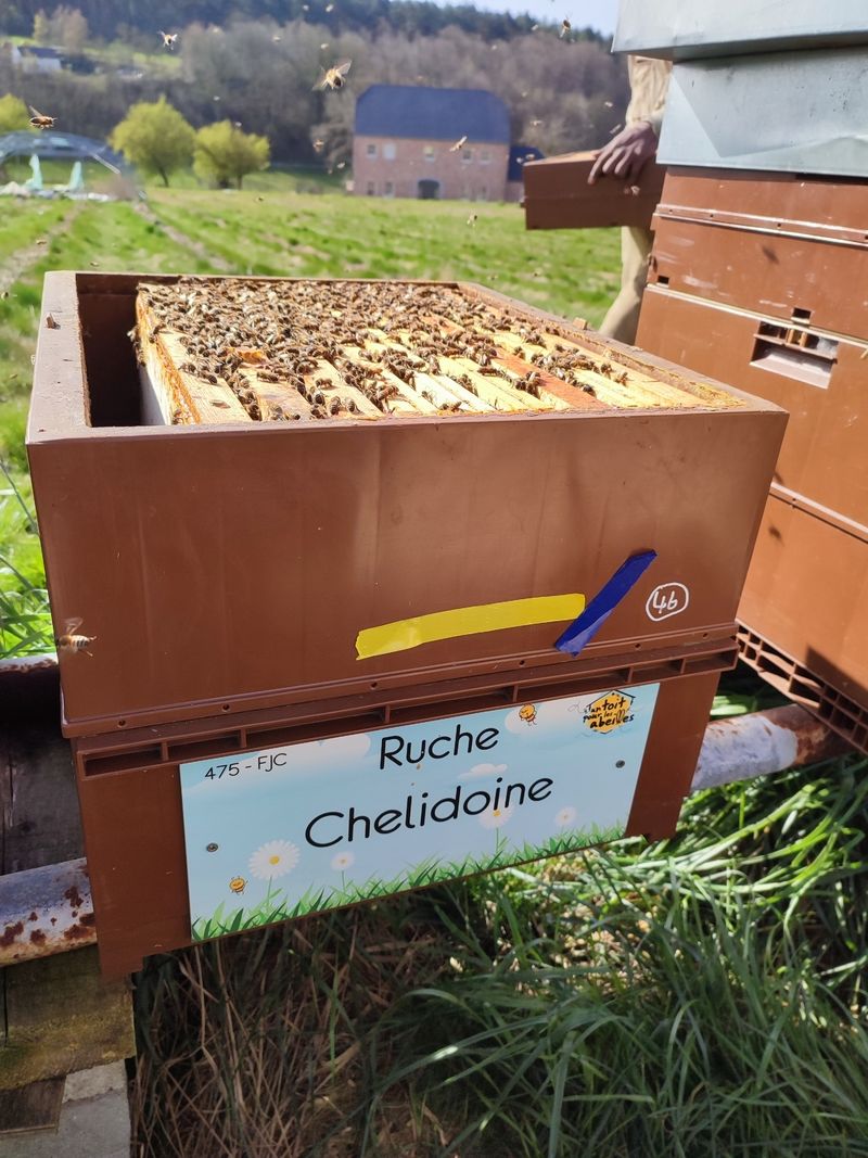 La ruche Chelidoine