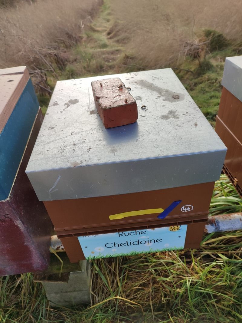 La ruche Chelidoine