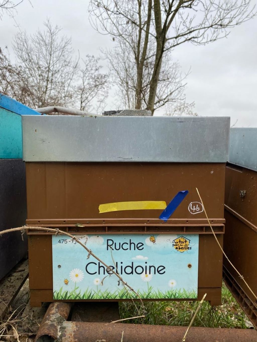 La ruche Chelidoine