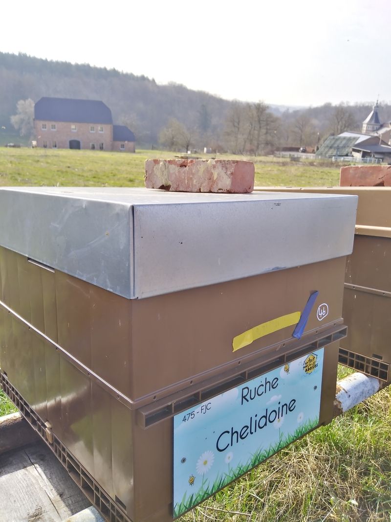 La ruche Chelidoine