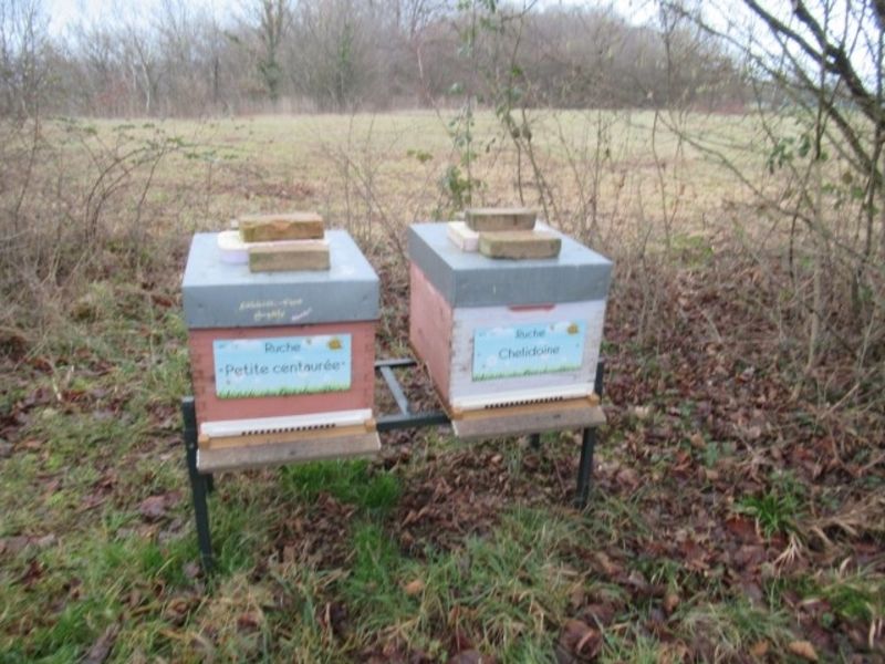 La ruche Chelidoine