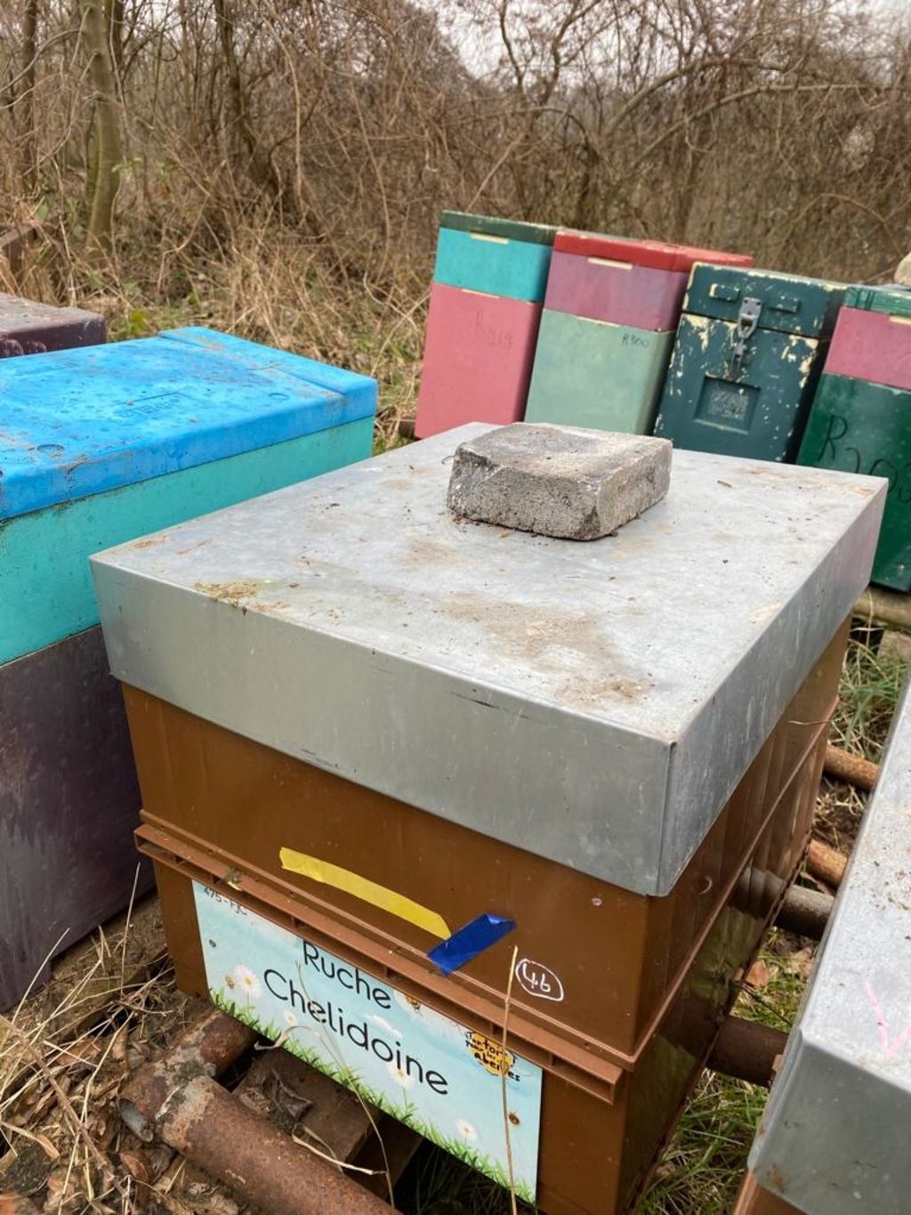 La ruche Chelidoine