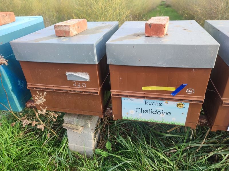 La ruche Chelidoine
