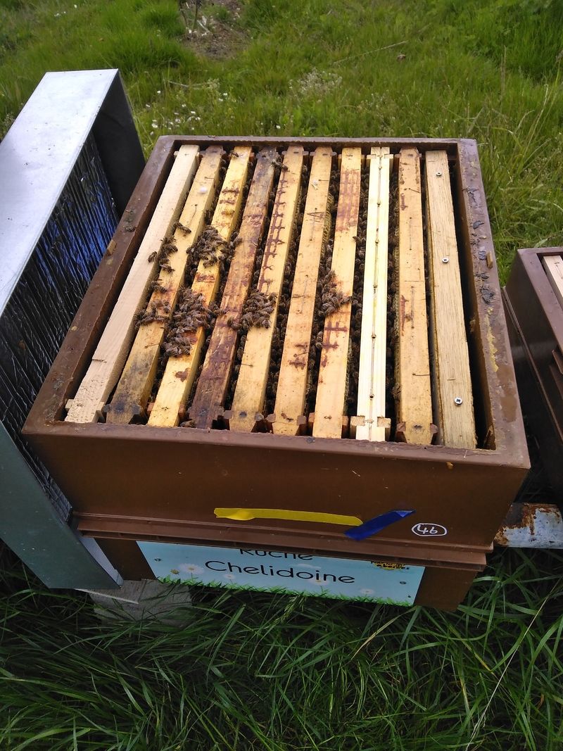 La ruche Chelidoine